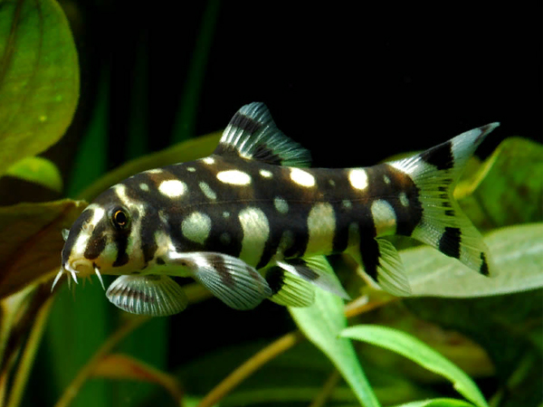 Botia Kubotai