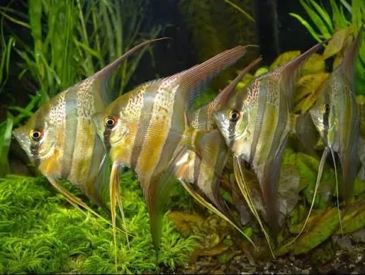 Pterophyllum Altum Red Vichada