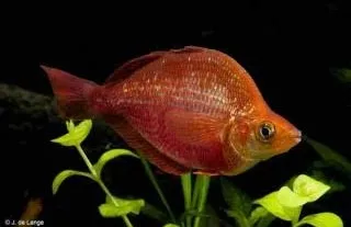 Glossolepis incisus Ballon