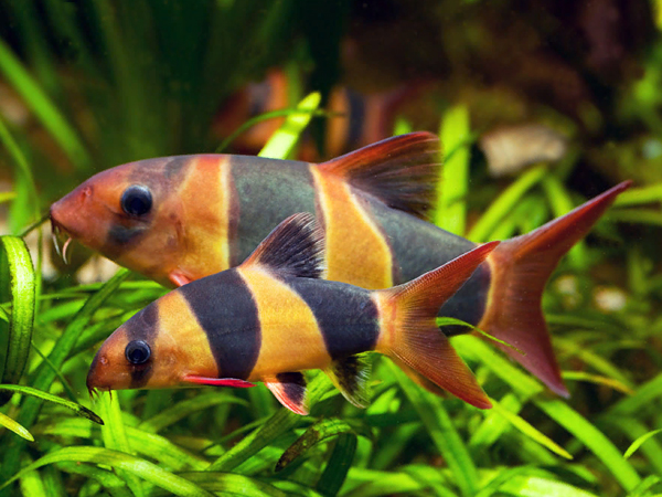 Botia Macracanta xl