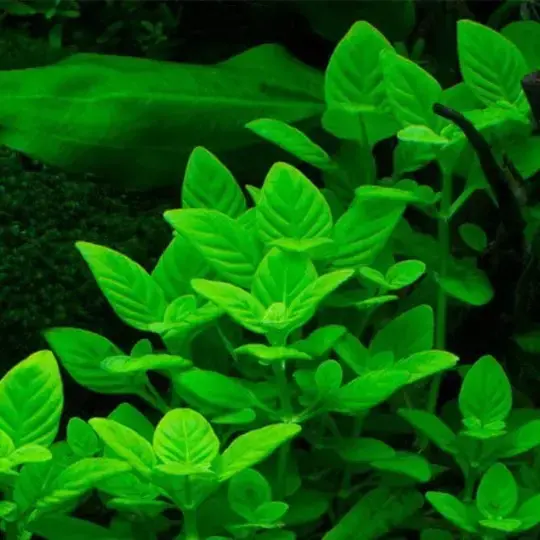 Limnophila Rugosa