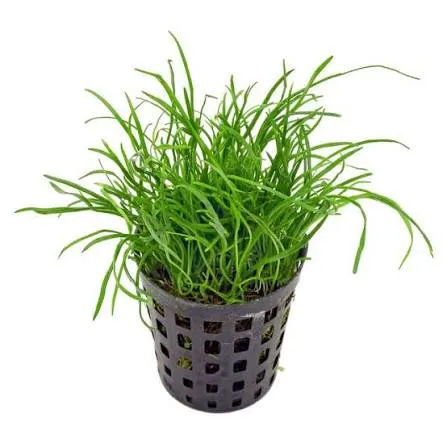Lilaeopsis Mauritiana