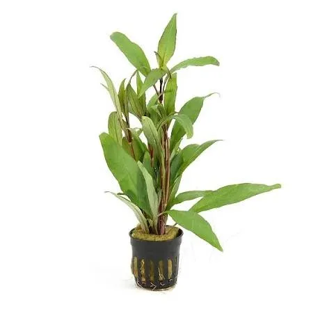 HYGROPHILA ANGUSTIFOLIA