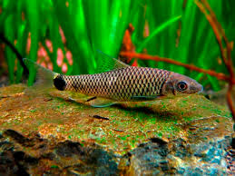 Come Algas Reticulatus
