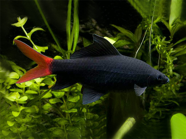 Labeo Bicolor