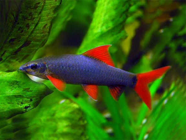 Labeo Erythrurus