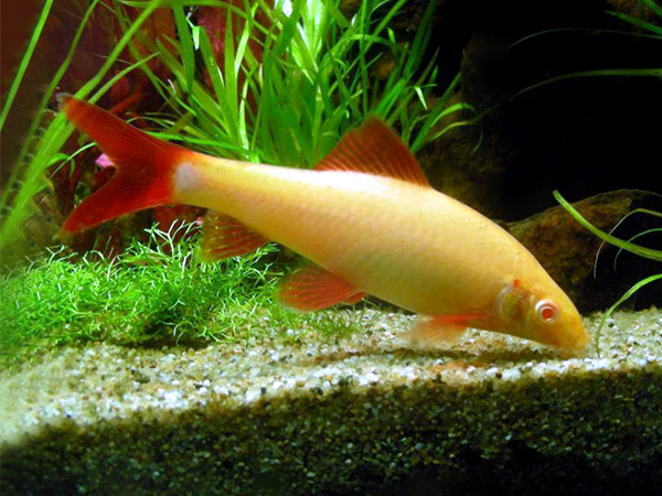Labeo Albino Red