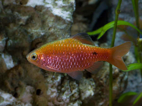 Barbus Conchonius pink