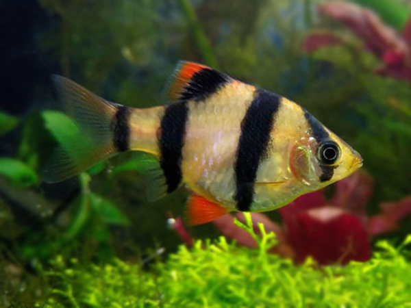 Barbus Tetrazona