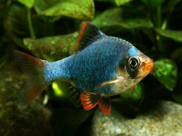 Barbus Tetrazona Blushin