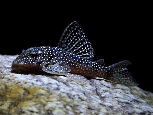 Hypancistrus L136
