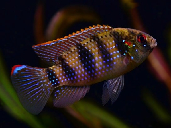 Anomalochromis Thomasi