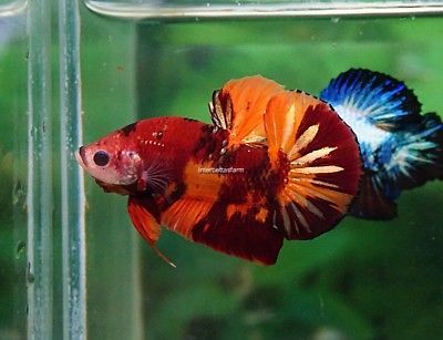 Betta Candy Nemo Macho