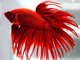 Betta Crowntail Rojo/Azul Macho
