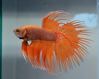 Betta Pinneaple Crowntail Macho