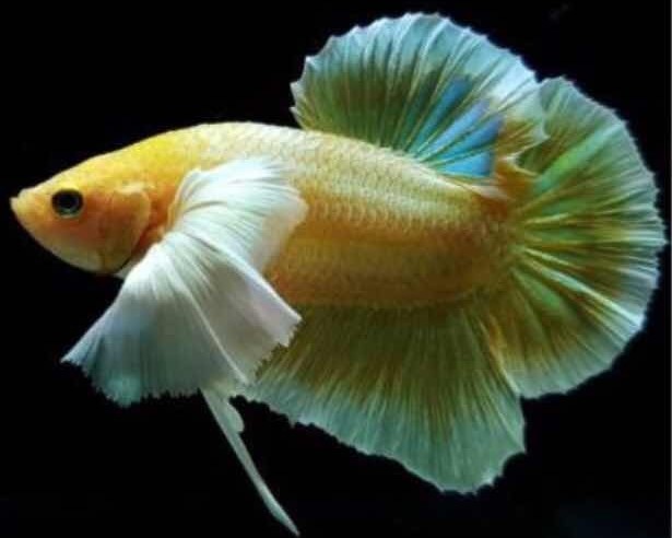 Betta Dumbo PK
