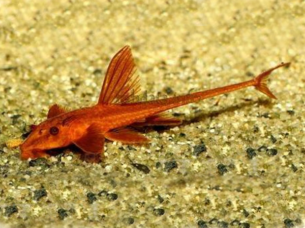 Loricaria Lanceolata/parva segun disp