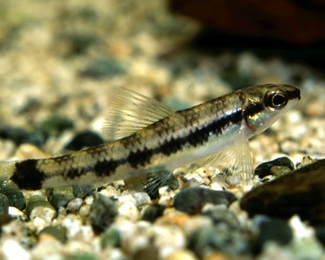 Characidium Zebra