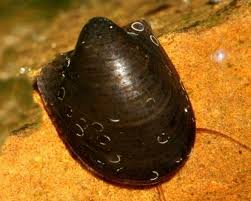 Caracol Batman
