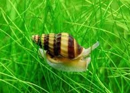 Caracol Helena