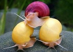 Caracol manzana