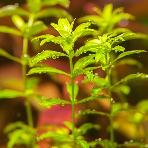 HEMIANTHUS MICRANTHEMOIDES
