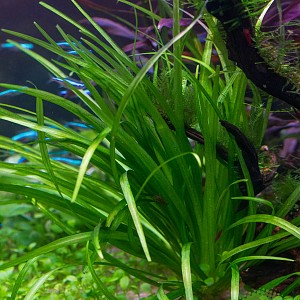 Helanthium Tenellus