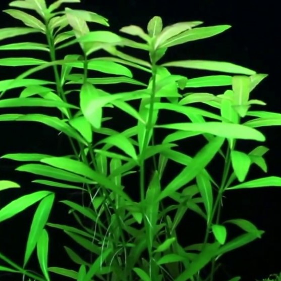 HYGROPHILA POLYSPERMA