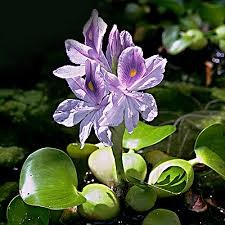 Eichornia crassipes