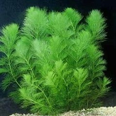 Limnophila aquatica