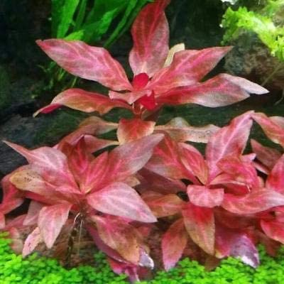Alternanthera Reineckii Rosanervig