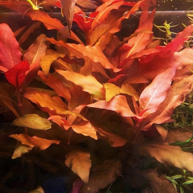 Alternanthera Reineckii splendida