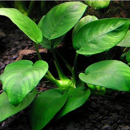 ANUBIA BARTERI