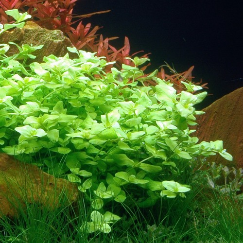 Bacopa Australis