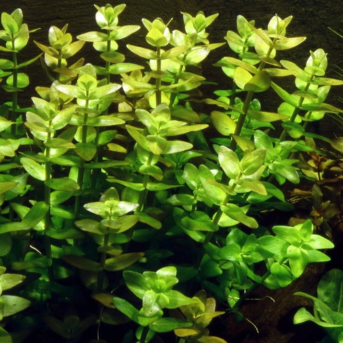 BACOPA CAROLINEANA