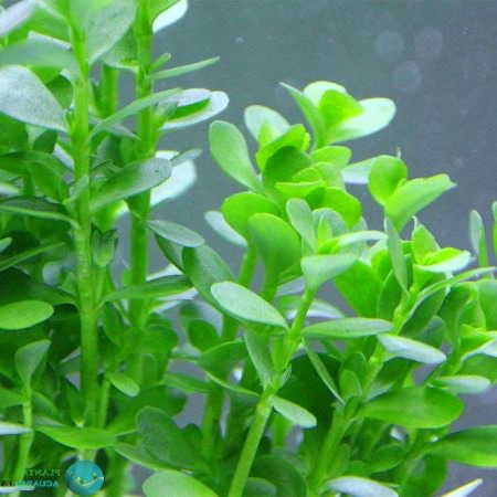 BACOPA MONNIERI