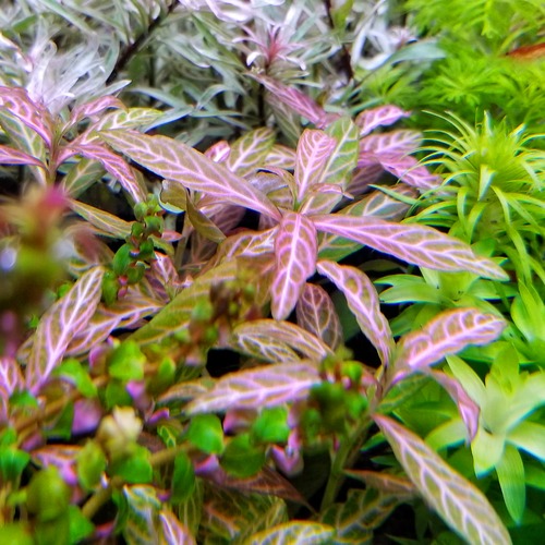 HYGROPHILA POLYSPERMA SUNSET