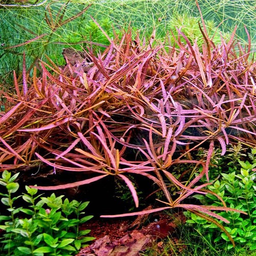 HYGROPHILA SP TIGER