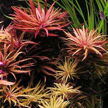 LIMNOPHILA AROMATICA