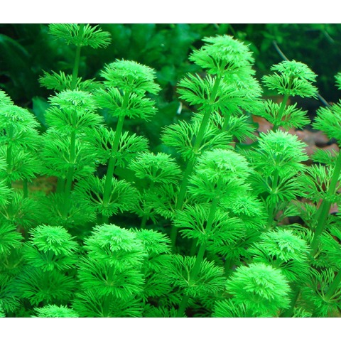 LIMNOPHILA SESSILIFLORA
