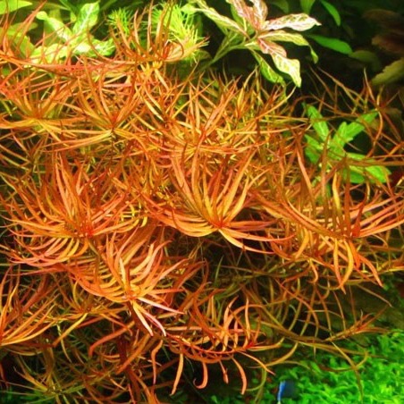 LUDWIGIA ARCUATA