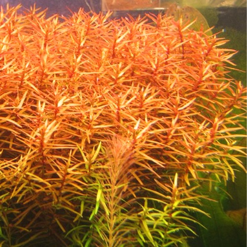 LUDWIGIA BREVIPES