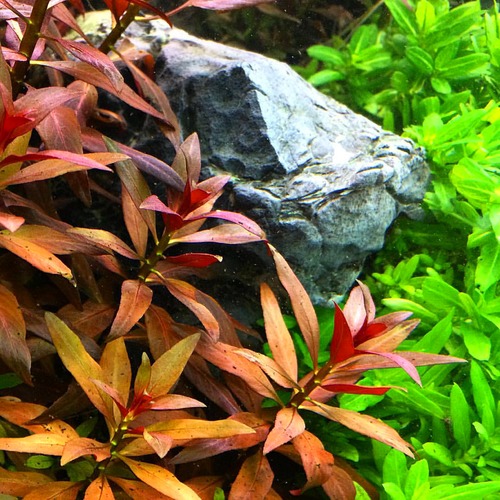 LUDWIGIA GLANDULOSA