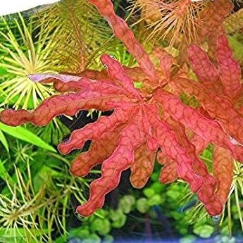 Ludwigia inclinata