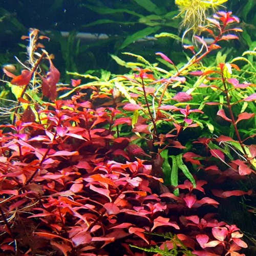 LUDWIGIA RED RUBIN