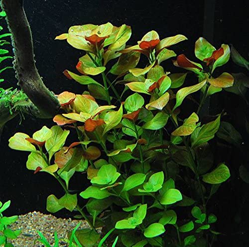 LUDWIGIA REPENS
