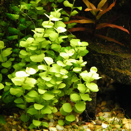 LYSIMACHIA NUMMULARIA AUREA