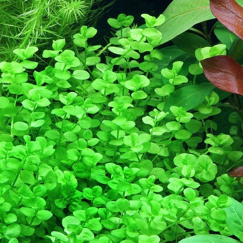 MICRANTHEMUN UMBROSUM