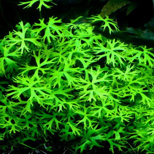 RANUNCULUS INUNDATUS