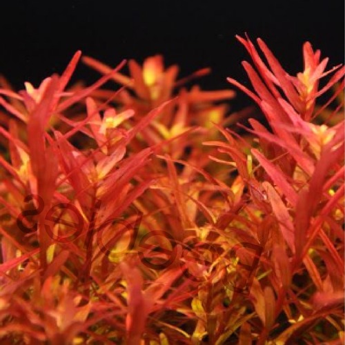 Rotala rotundifolia Red